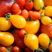 Ein Haufen Tomaten